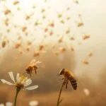 bee sting dream meaning